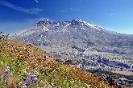 Mt St Helens Wildflowers near Johnston Ridge Observatory 8-14-2012 mountsthelens-com