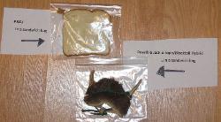 Sandwich Bag Buck - Click to Enlarge