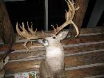 Buck in Buffalo Bill Museum - Cody, WY - Click to Enlarge