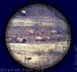 Elk through Telescope at Mt. St. Helens - MountStHelens.com Photo