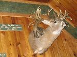 Hole in the Horn Buck - Wall Drug - Click to Enlarge